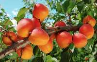 Плодовые деревья саженцы яблони,груши,персика,черешни, смородина итд