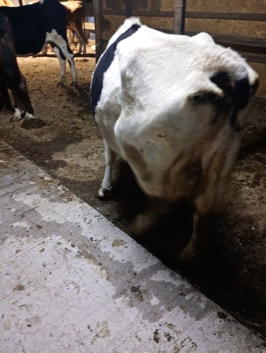 Vaca de vânzare cu lapte