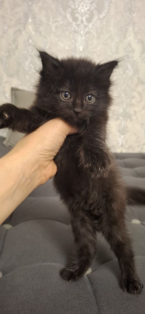 Mushuk bolasi beriladi