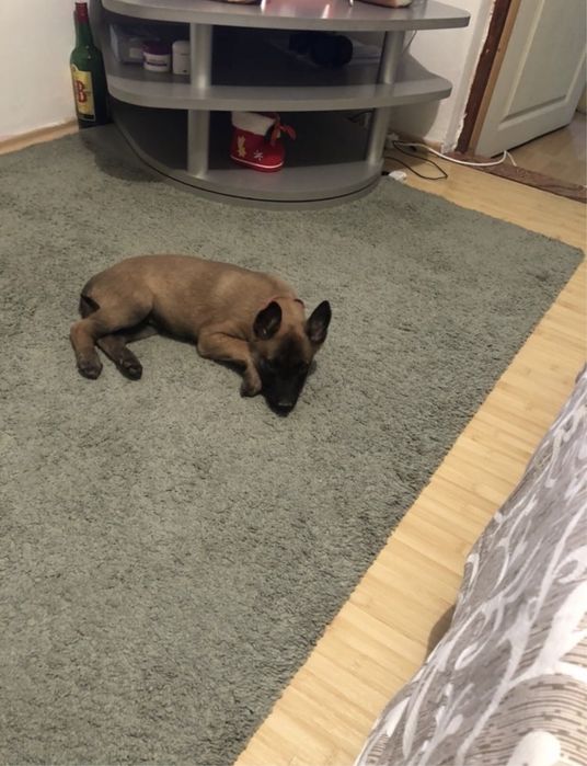 Pui ciobanesc belgian malinois