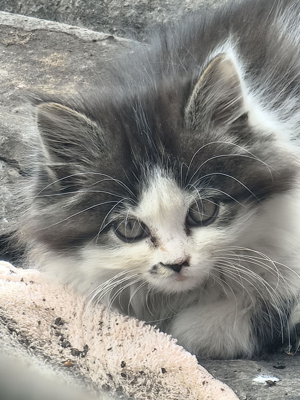 Котята в хорошие руки