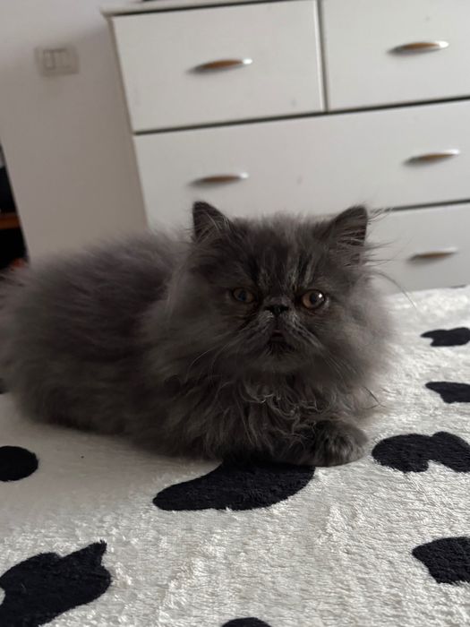 Motănel persan în vârstă de 3 luni jumătate