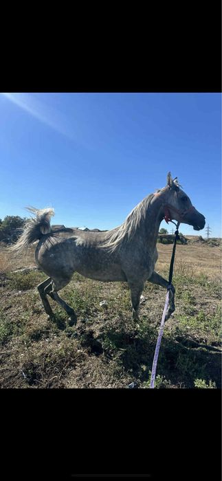 Vand iapa PSA gestanta cu KPW