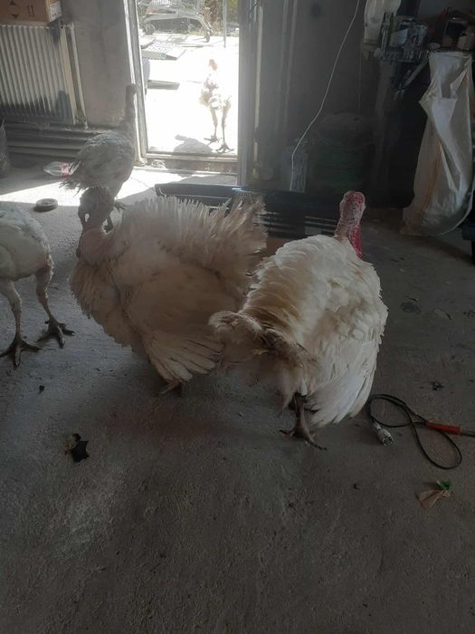 Vând Curcanii de carne