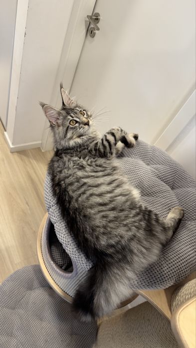 Femela Maine Coon black tabby