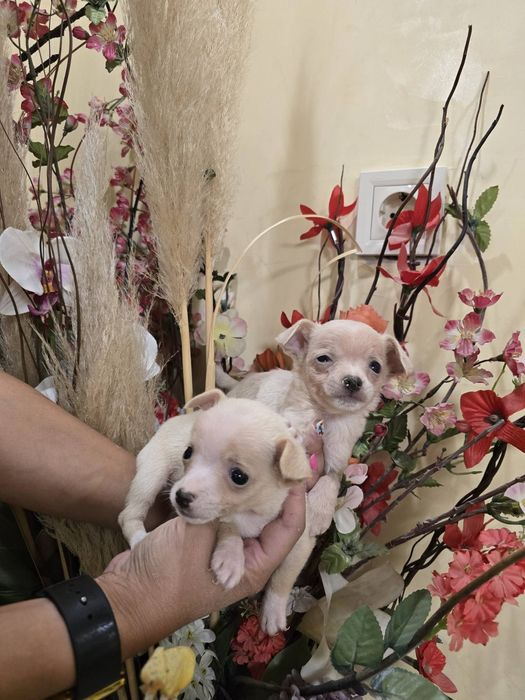 Мини чиху пинчери