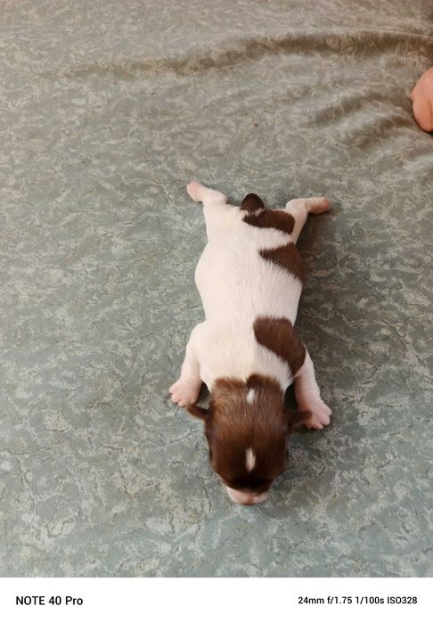 Мини чихуахуа кученца