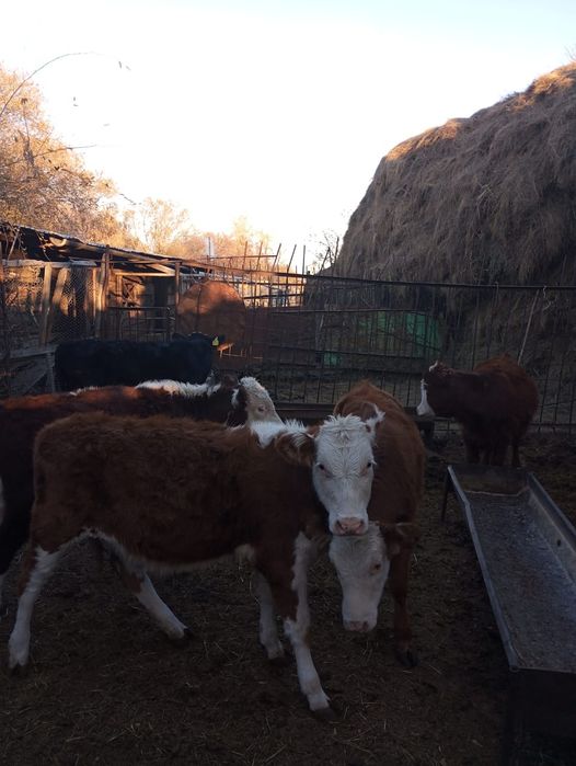 Телочки на продажу