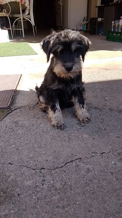 Schnauzer pitic negru argintiu