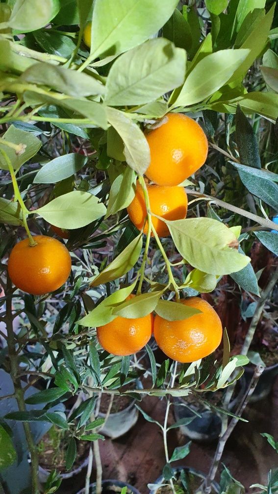 Pomi fructiferi Citrus Oriana