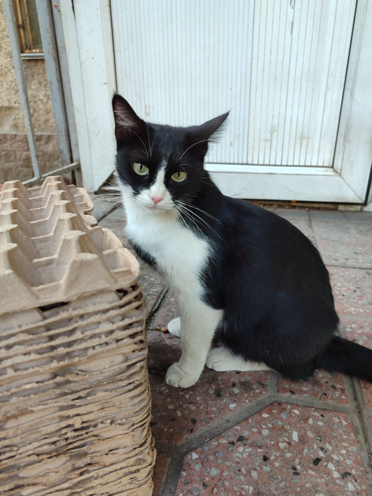Кошечка и котик а