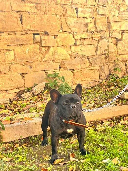 Продавам този френски булдог женска е