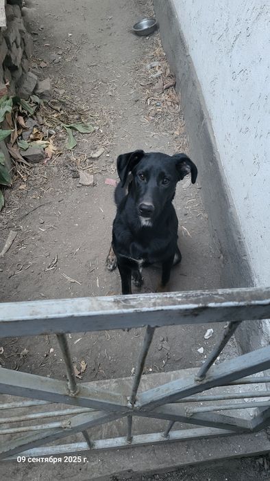 Продам собаку мальчик