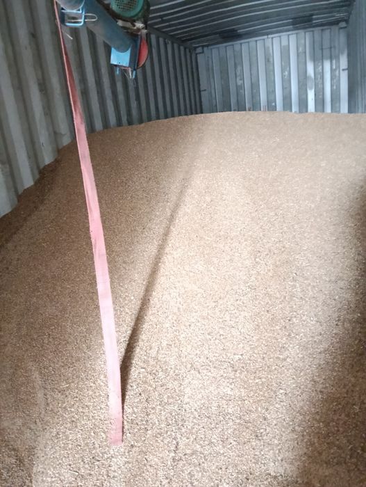 Grâu furajer - Triticale