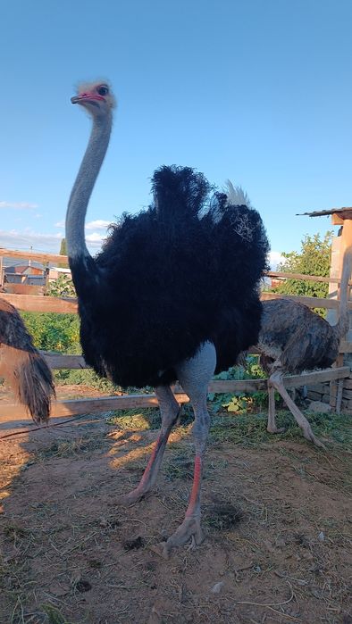 Африканские страусы семья