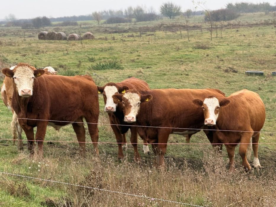 Viței de vânzarea forte frumosi