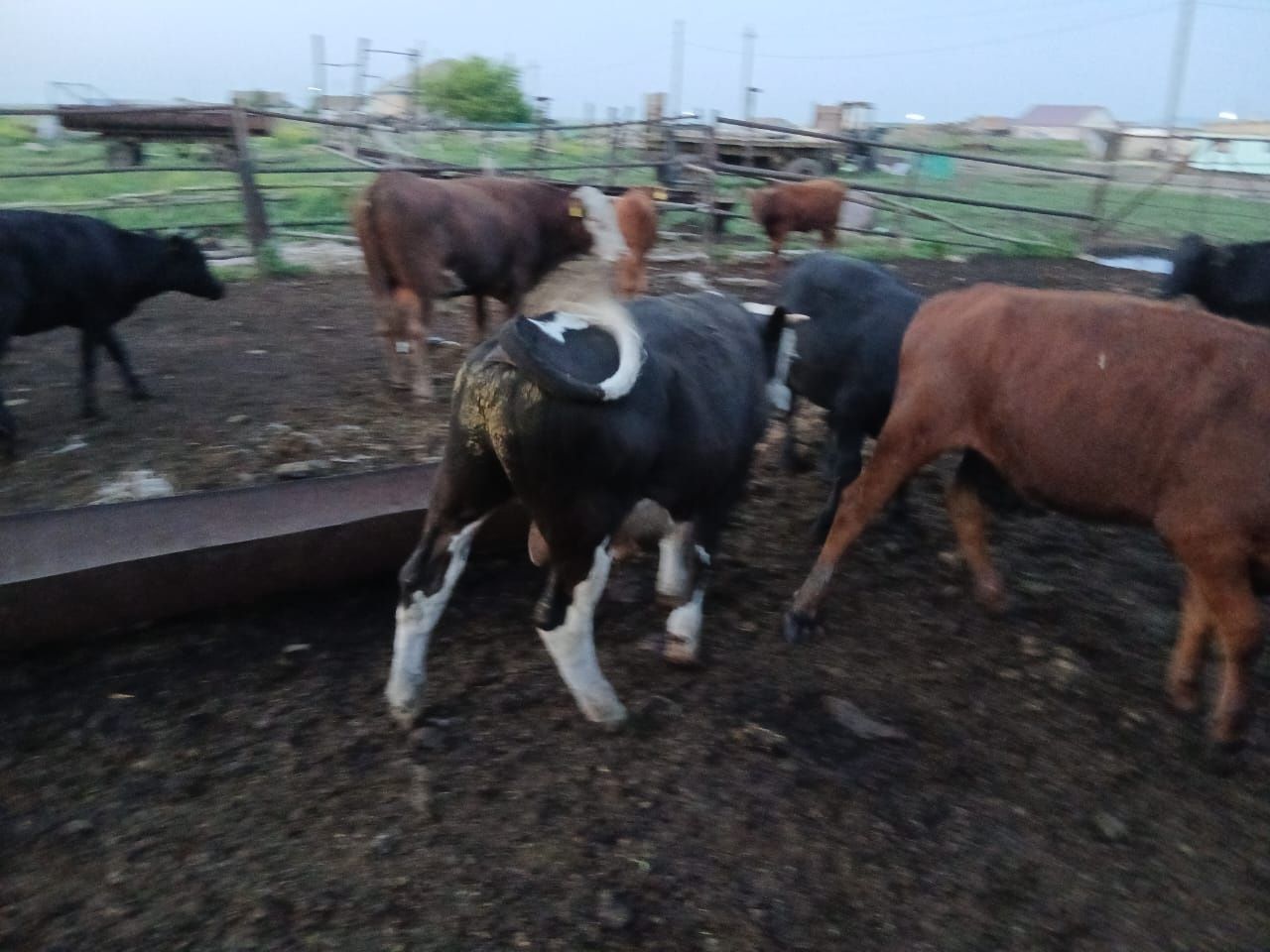 Продам скот (16 голов)