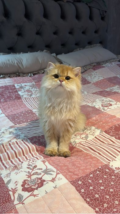 British longhair Mascul