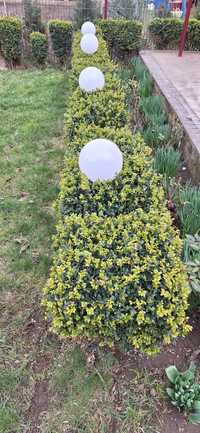 Buxus,  50- 70 cm