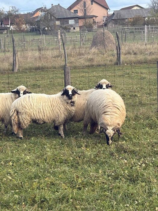 Oi de vânzare breze