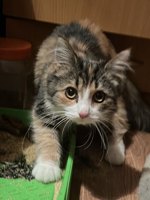 Красивый котенок девочка