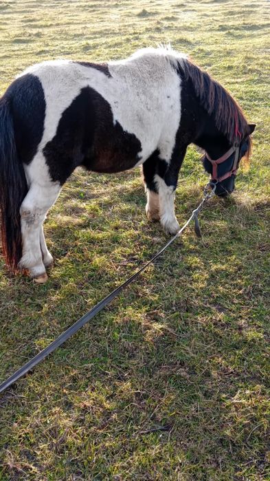 Vînd ponei de 2 ani