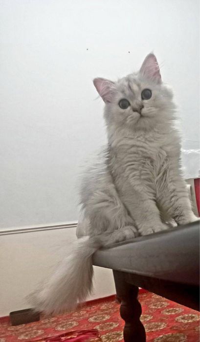 Britanskiy heyland Shinshilla NS11. O’g’il bola 5 Oylik sog'lom