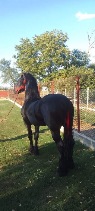 Vând armăsar fresian