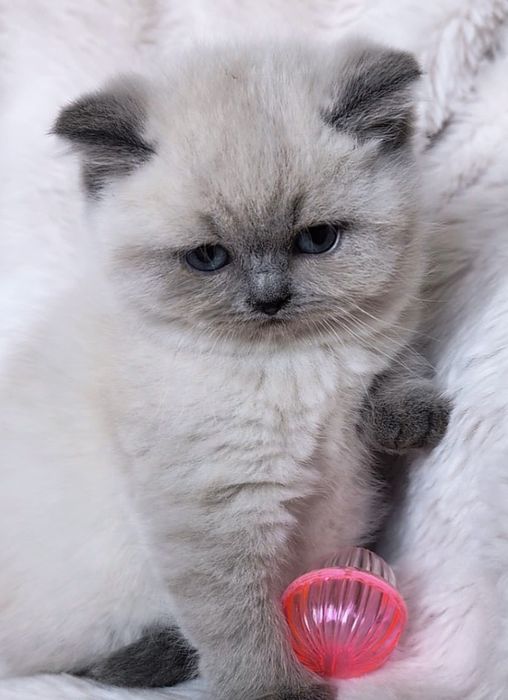 Британска късокосместа