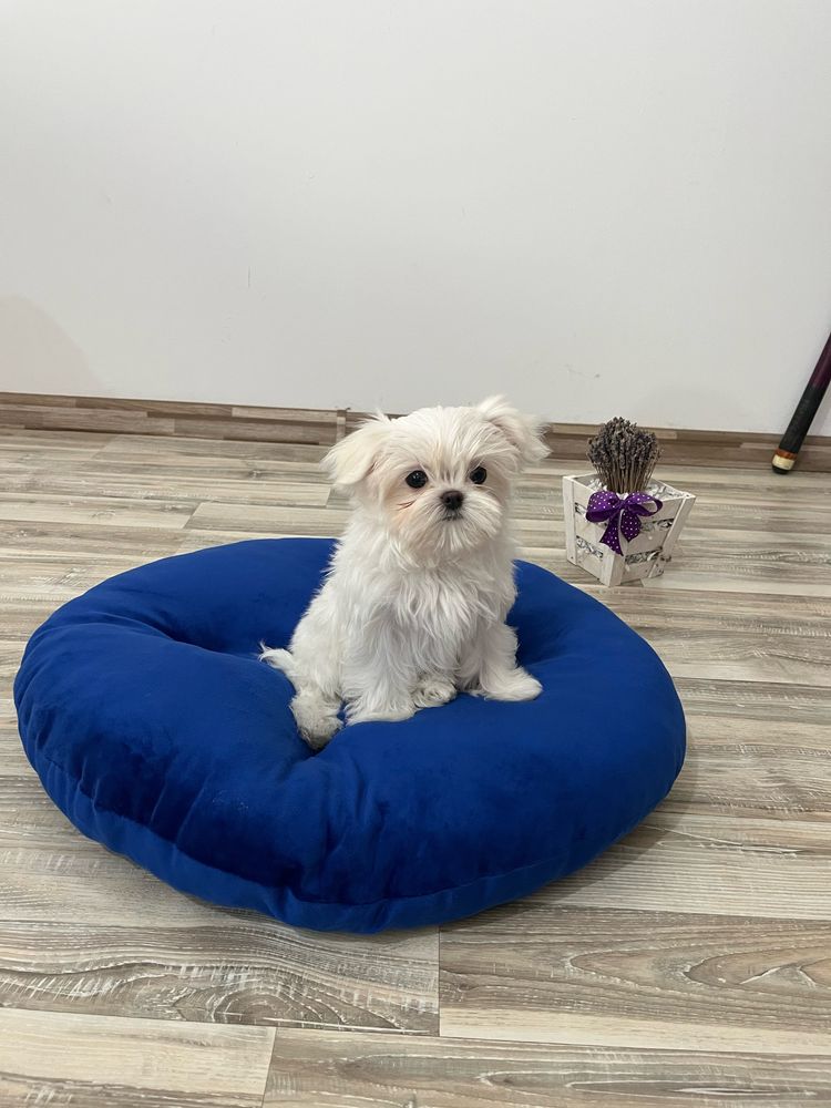 Bichon Maltez Mini Toy cu Pedigree