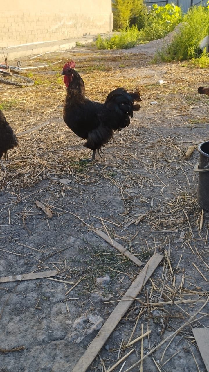 Продам курей черный гигант астролоб
