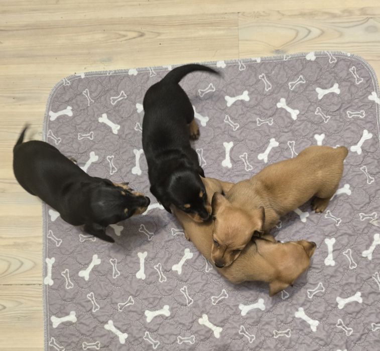 Pui șoricar (Teckel pitic, Dachshund)