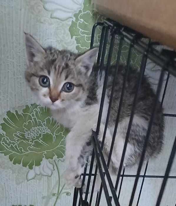 Мальчик и девочка по 1,5 месяца