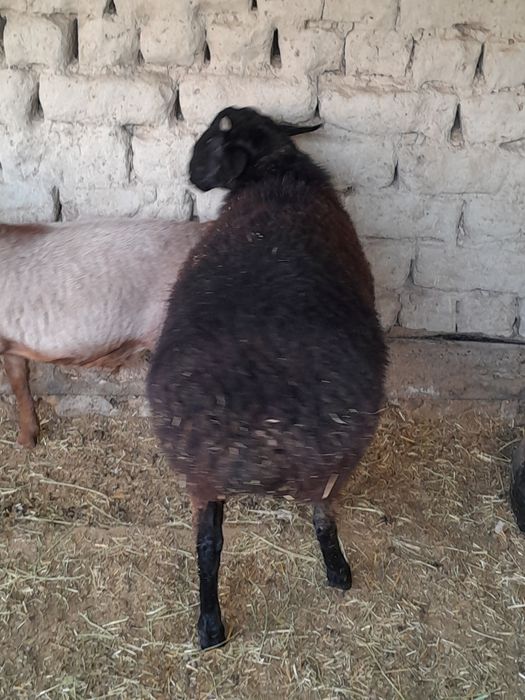 Кучкорлар сотилади