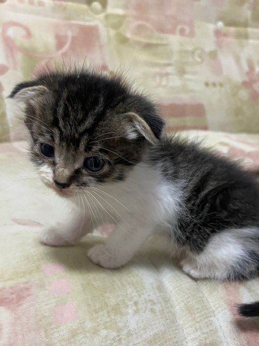Бесплатно котята