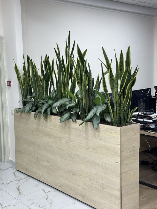 Цветы для офиса и дома в горшках оптом