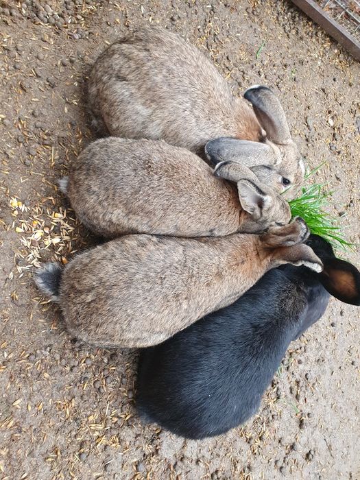 Iepuri de vânzare – 25-50 lei | Județul Arad