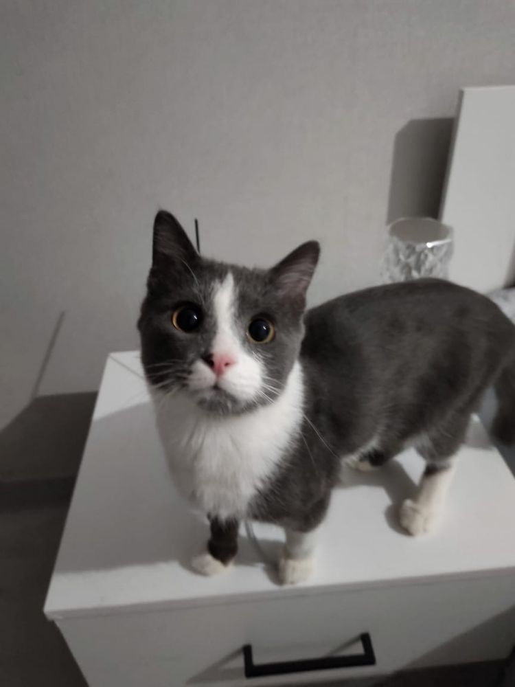 СРОЧНО! Котик в добрые руки!