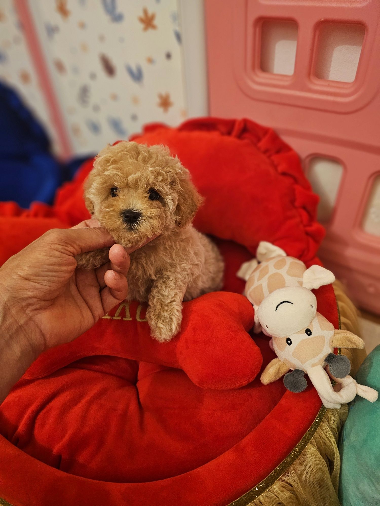 Maltipoo teacup,  mini toy