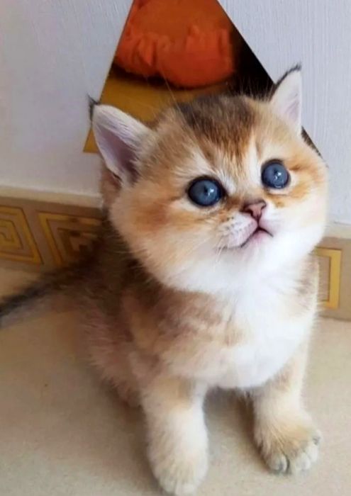 Скоттиш страйт золотая шиншилла котята