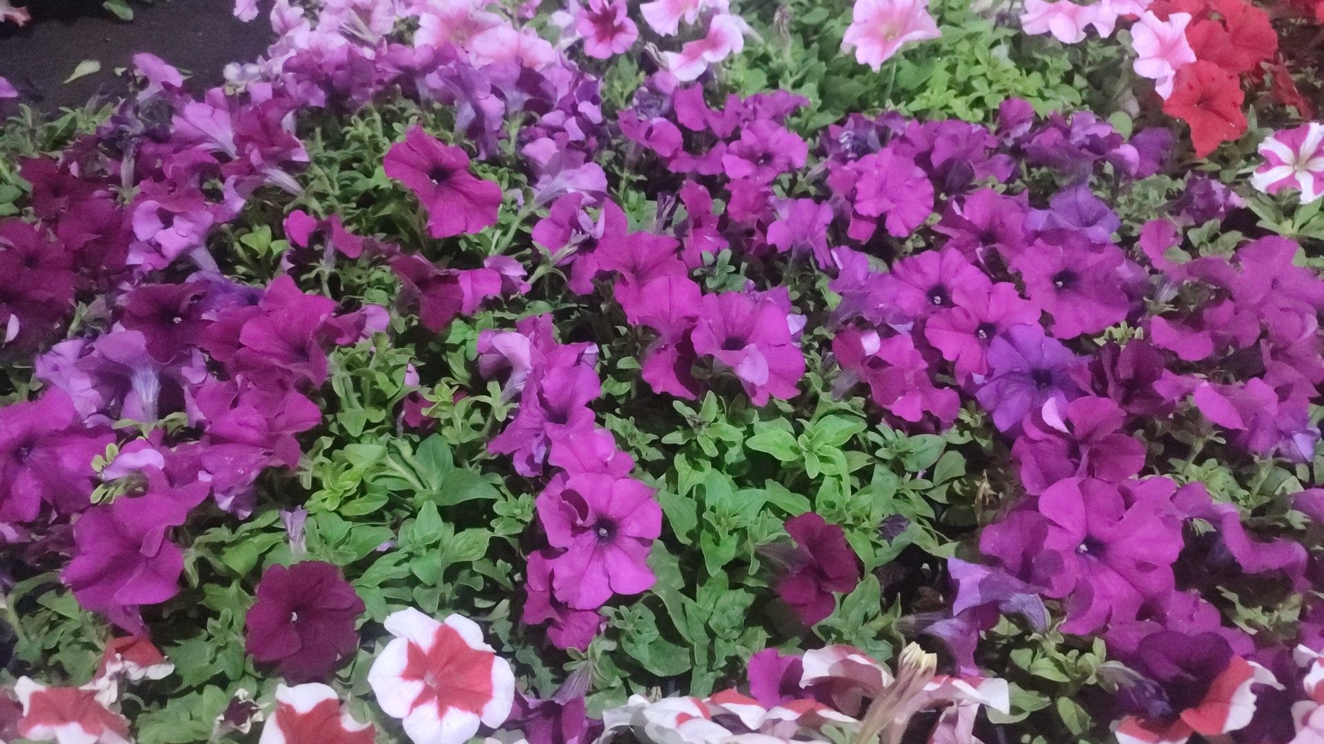 Цветы оптом и в розницу