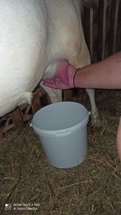 Căprițe Saanen (mama fica și un ied)