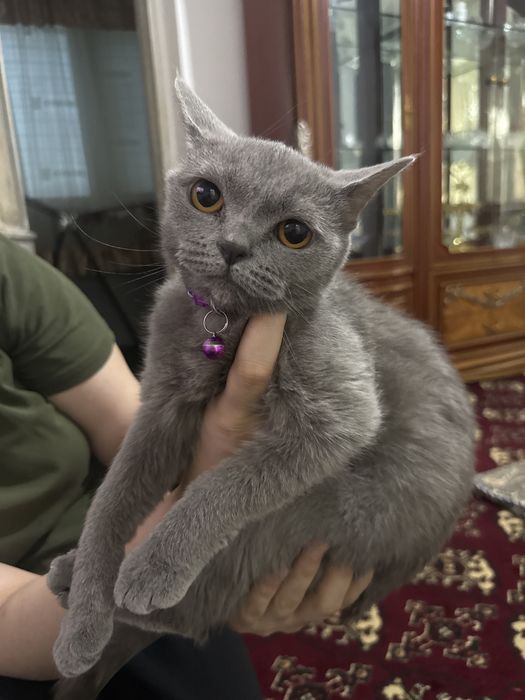 Продам чистих домашних котят