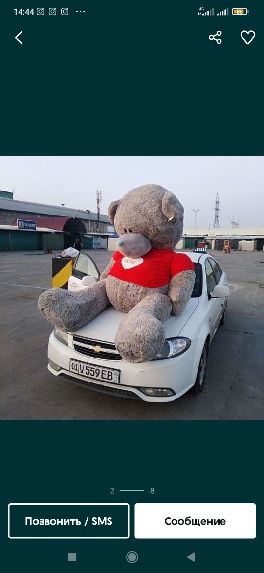 Teddi-Teddy-Ayiqchalar_Xasanboyda