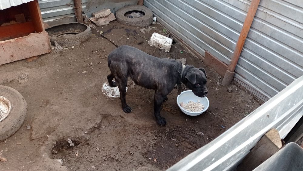 Нужна помощь_собака_Кане корсо