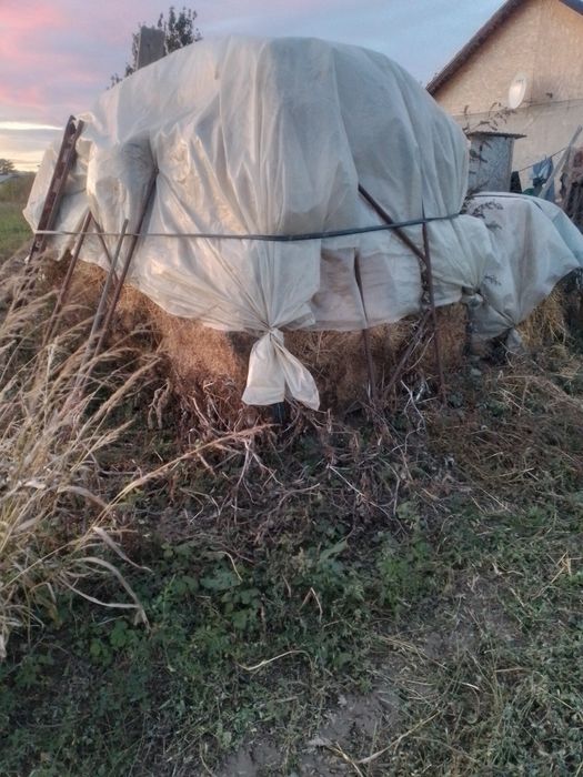 Vând baloti de lucernă!