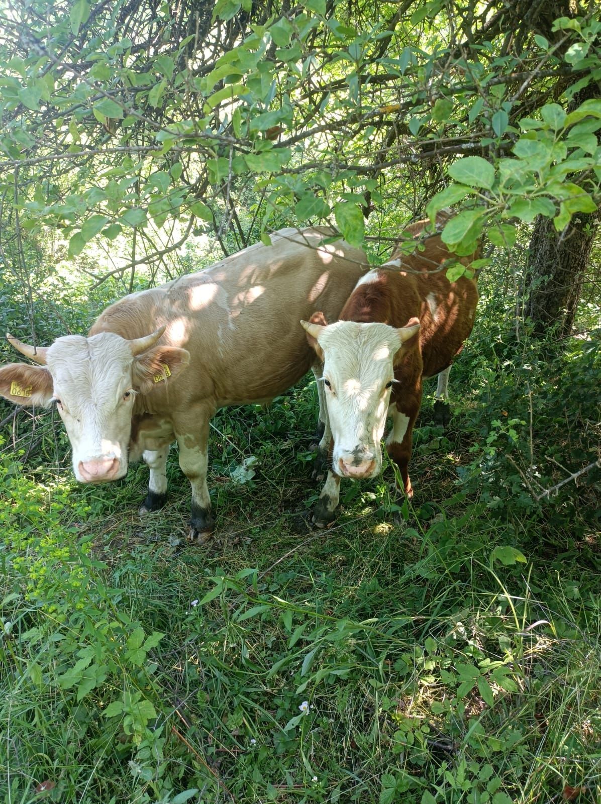 Animale de vinzare