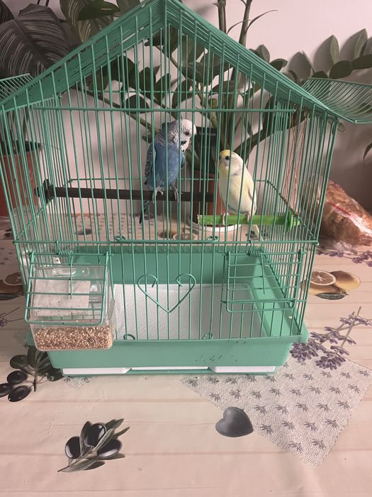 Vand perusi pereche cu tot cu colivie