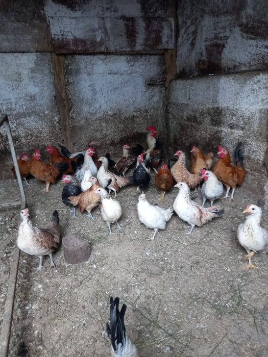 Vînd gainuși pitici