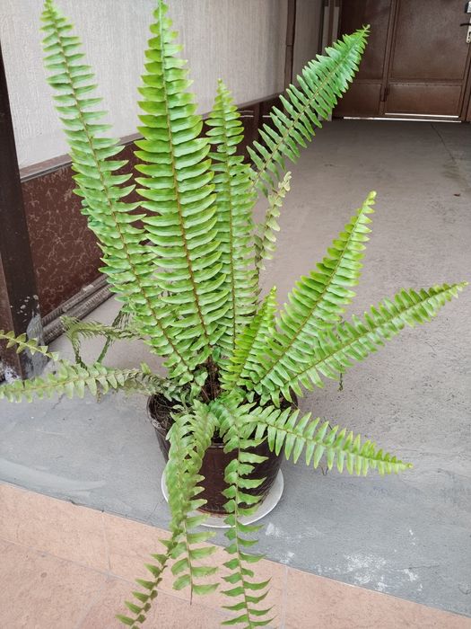 Продаётся папоротник